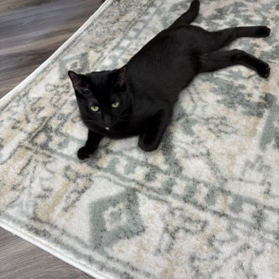 black cat on area rug from Flooring America in Switz City