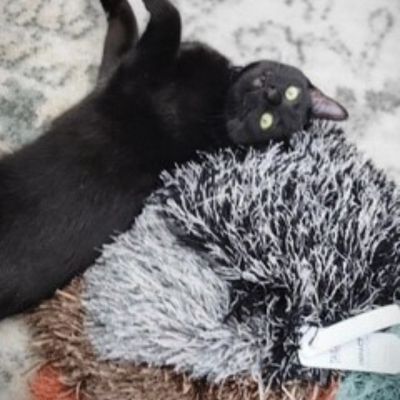 black cat on area rug from Flooring America in Switz City