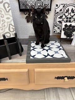 Cat sitting on tile in Switz City